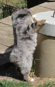 Brutus