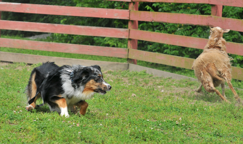 Lucy (2)