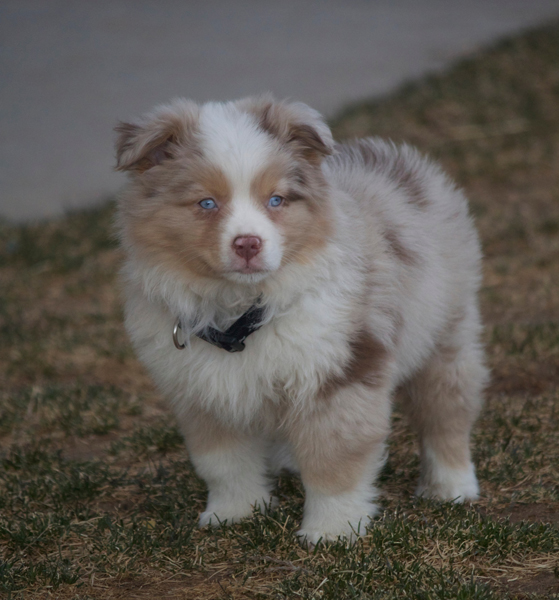 Mr. Lucky