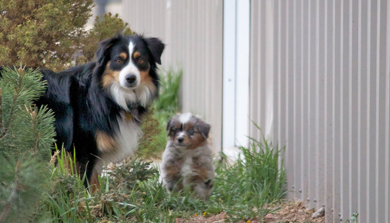 Puppy (1)