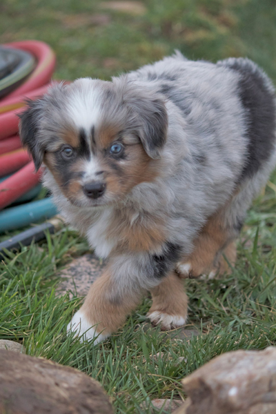 Puppy (2)