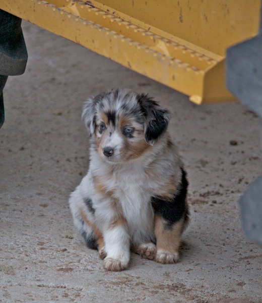 Puppy (3)