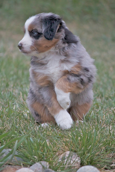 Puppy (4)