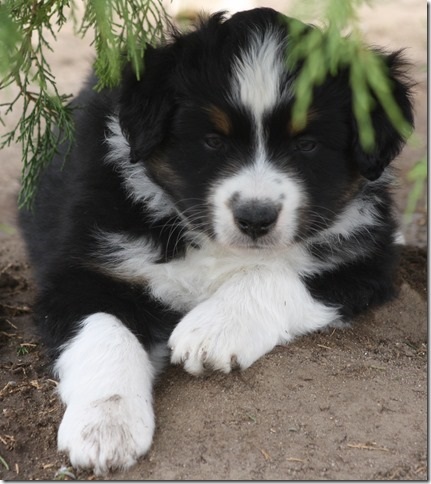 ShootN For the Stars 3