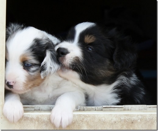 ShootN For the Stars