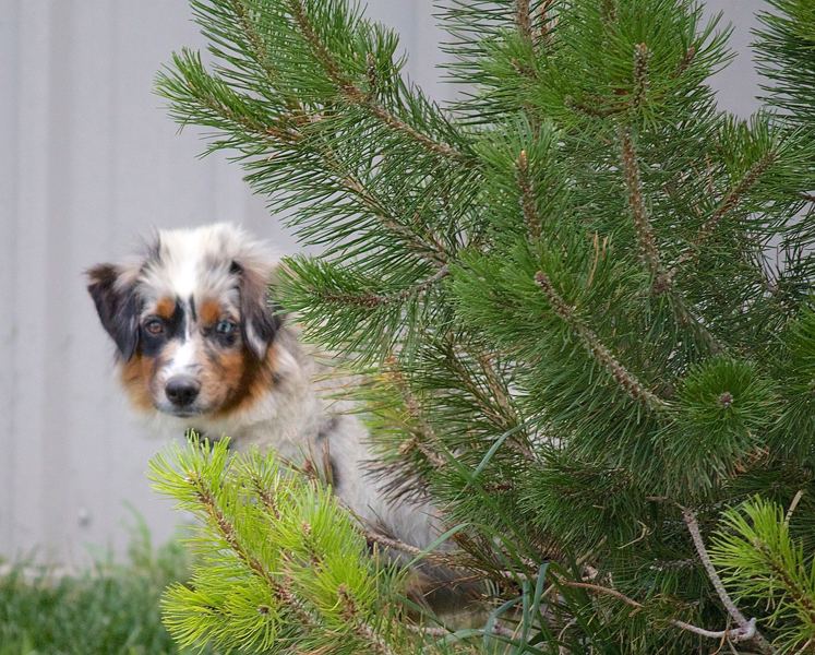 Willie (1)