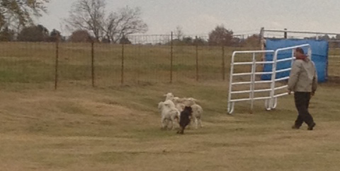 Herding