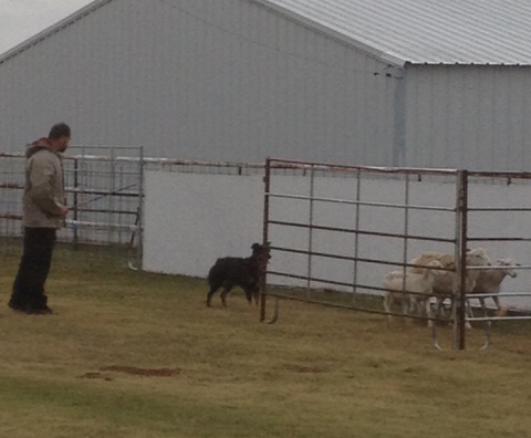 Herding