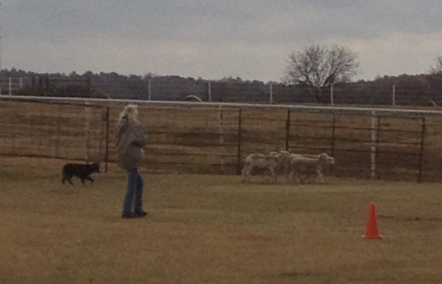 Herding