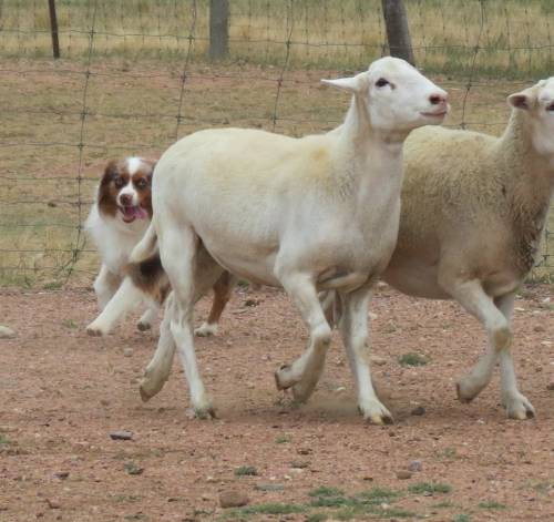 Robbie Herding
