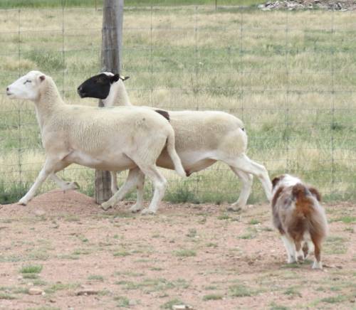 Robbie Herding